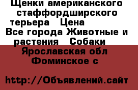 Щенки американского стаффордширского терьера › Цена ­ 20 000 - Все города Животные и растения » Собаки   . Ярославская обл.,Фоминское с.